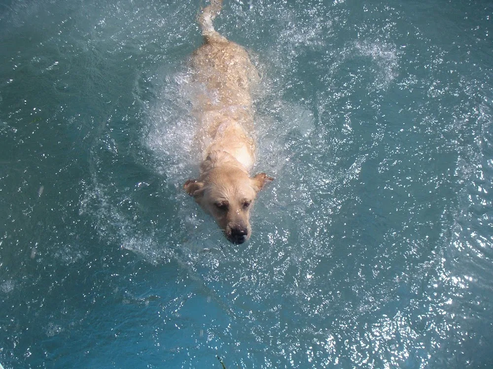Holidaypet - Hotel Canino e Felino - Bragança pet otel