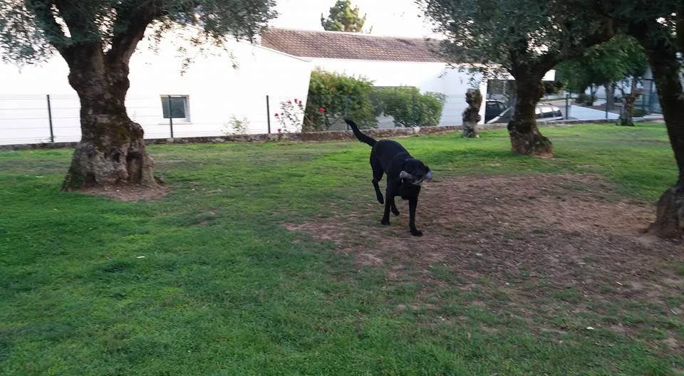 Holidaypet - Hotel Canino e Felino - Bragança pet otel görseli 3
