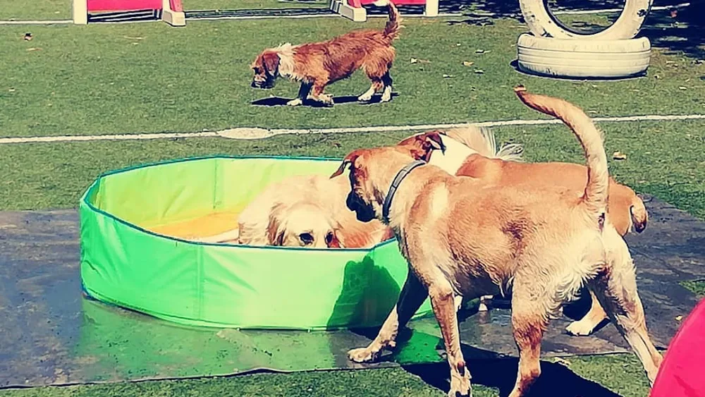 Pet Fun Training&Resort - Bragança pet otel