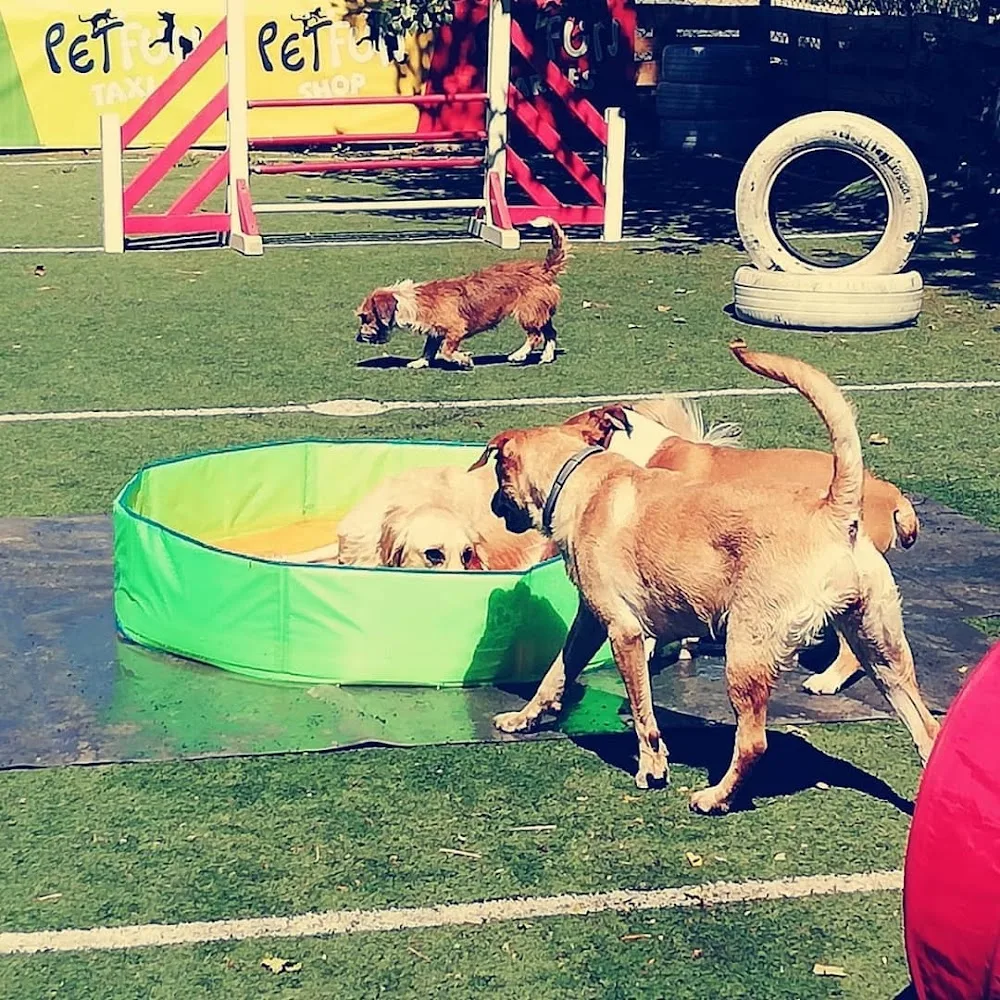 Pet Fun Training&Resort - Bragança pet otel görseli 3