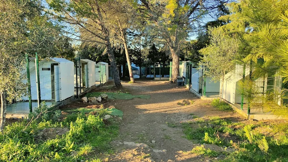 Positive Way Animals- Educação, Treino, Hotel Canino, Daycare, Banhos e Tosquias - Bragança pet otel görseli 3