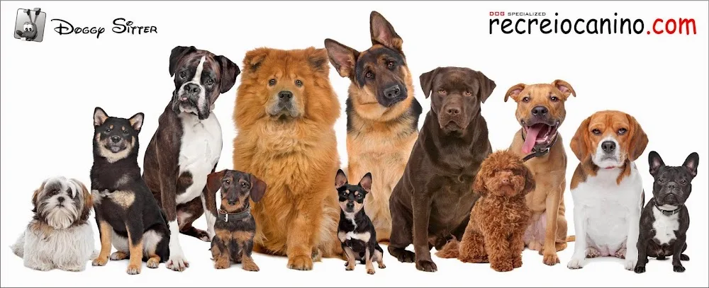 Recreio Canino (Doggy Sitter Unipessoal Lda) - Bragança pet otel