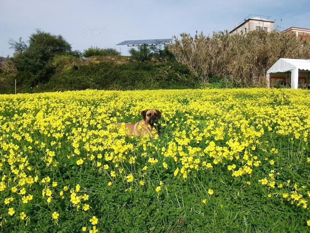 Recreio Canino (Doggy Sitter Unipessoal Lda) - Bragança pet otel görseli 3