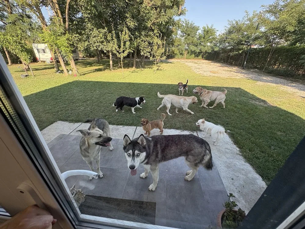 Animal's Kingdom hotel caini/pensiune canina - Brăila pet otel görseli 3