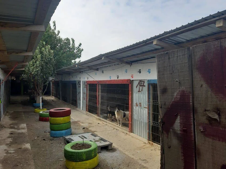 Asociatia Sava's Safe Haven - Brăila pet otel