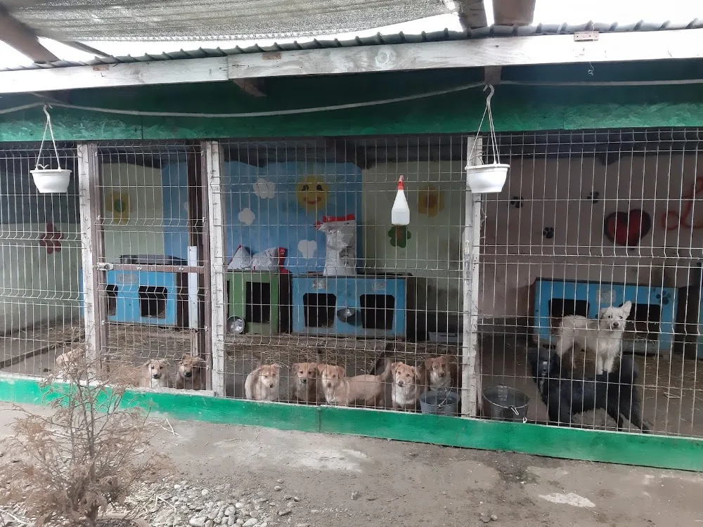 Asociatia Sava's Safe Haven - Brăila pet otel görseli 3