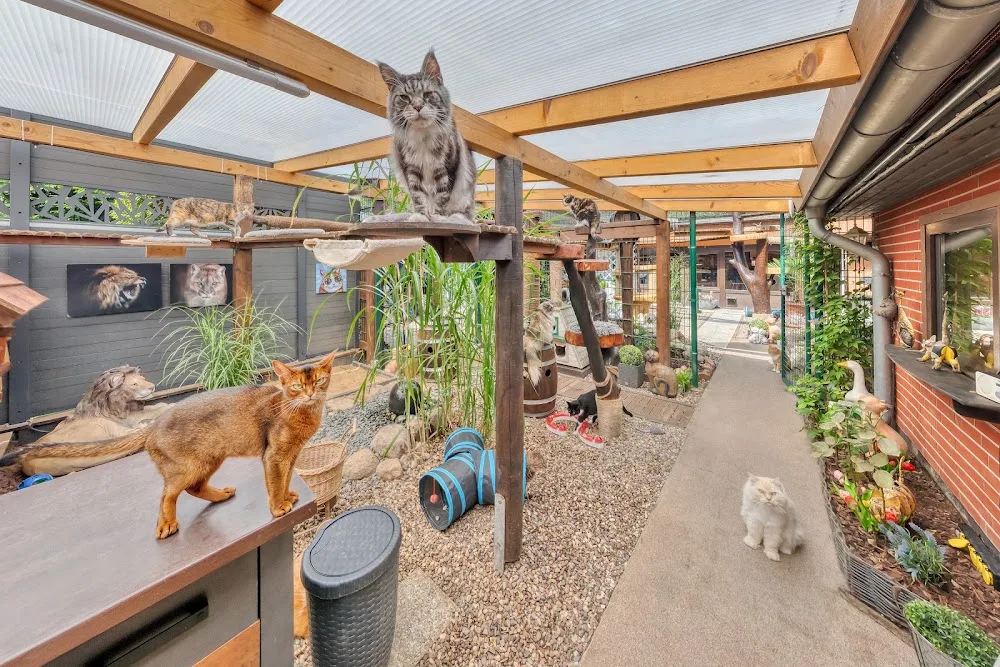 Danas Katzenpension - Brandenburg pet otel görseli 5