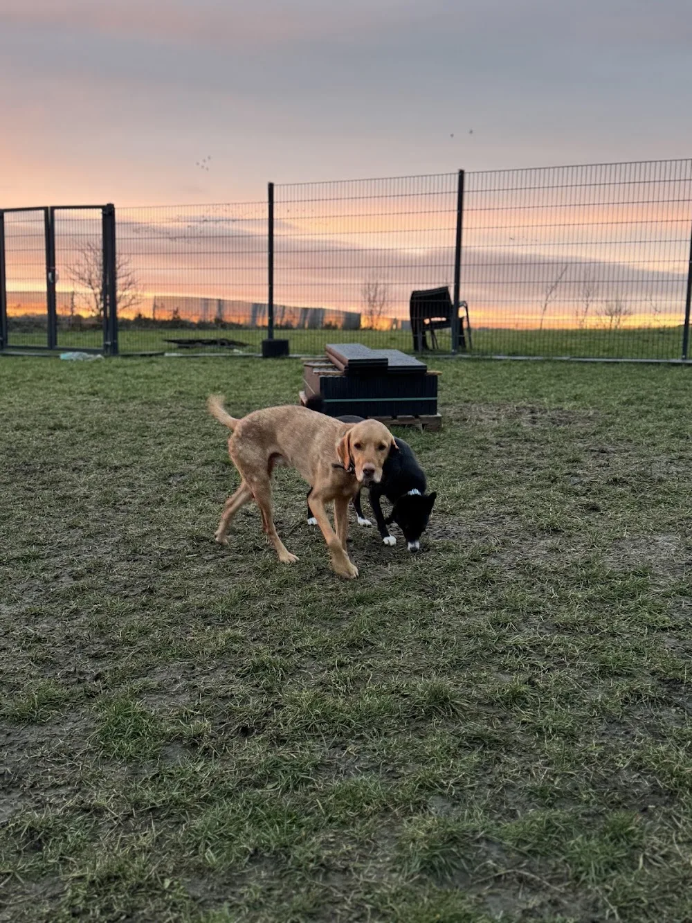 Dog around the Block - Brandenburg pet otel görseli 3