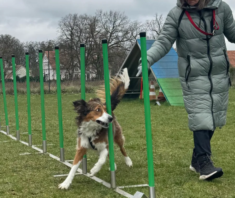 Dog-Profiler Hundeschule & Hundepension - Brandenburg pet otel