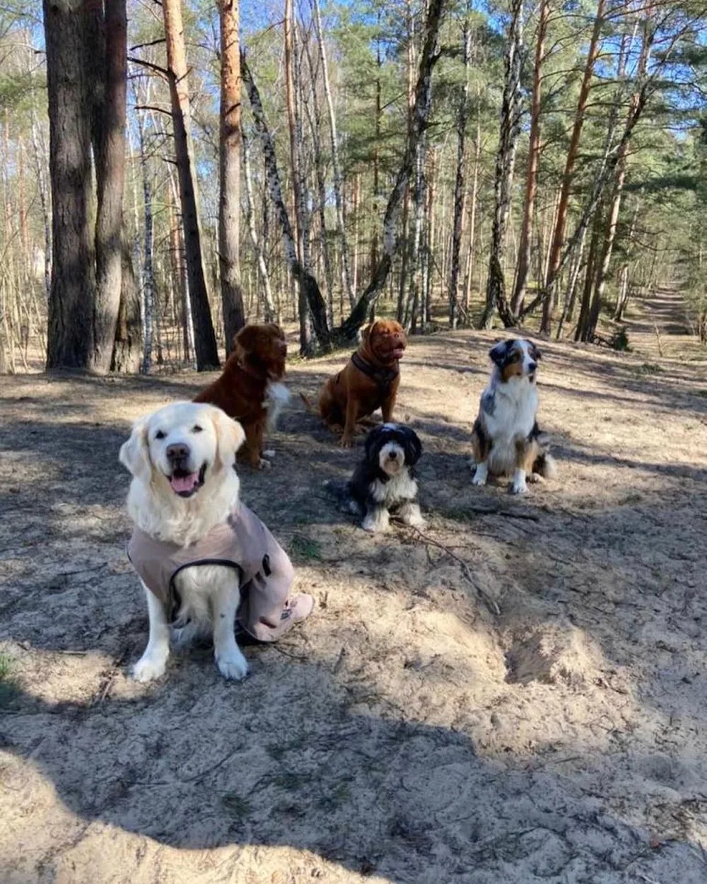 Dog-Profiler Hundeschule & Hundepension - Brandenburg pet otel görseli 3