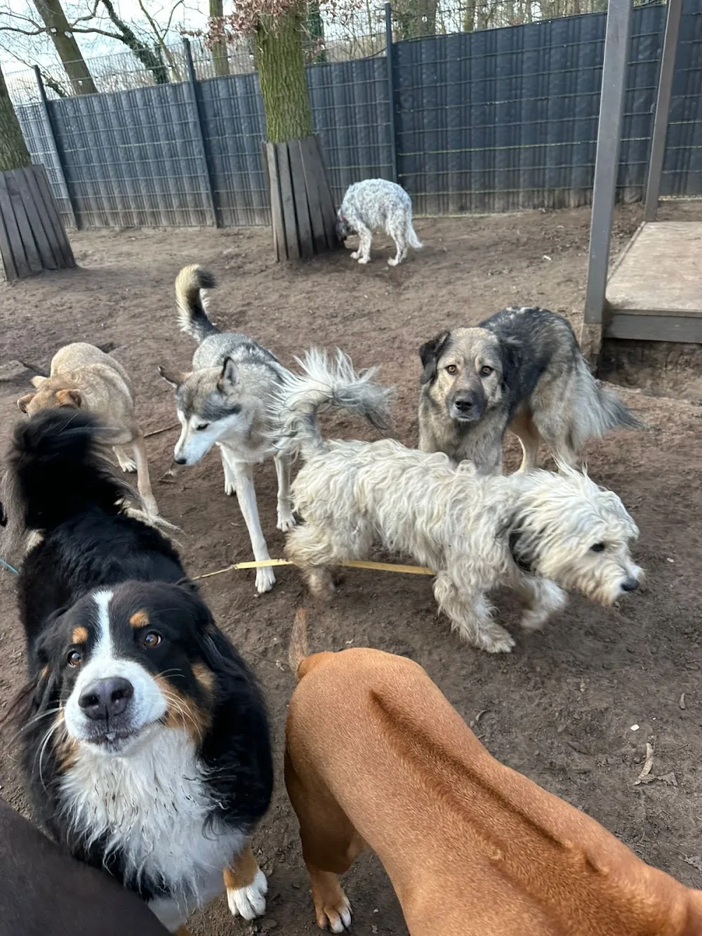 Hundepension Berlin 4BeinerUni - Brandenburg pet otel