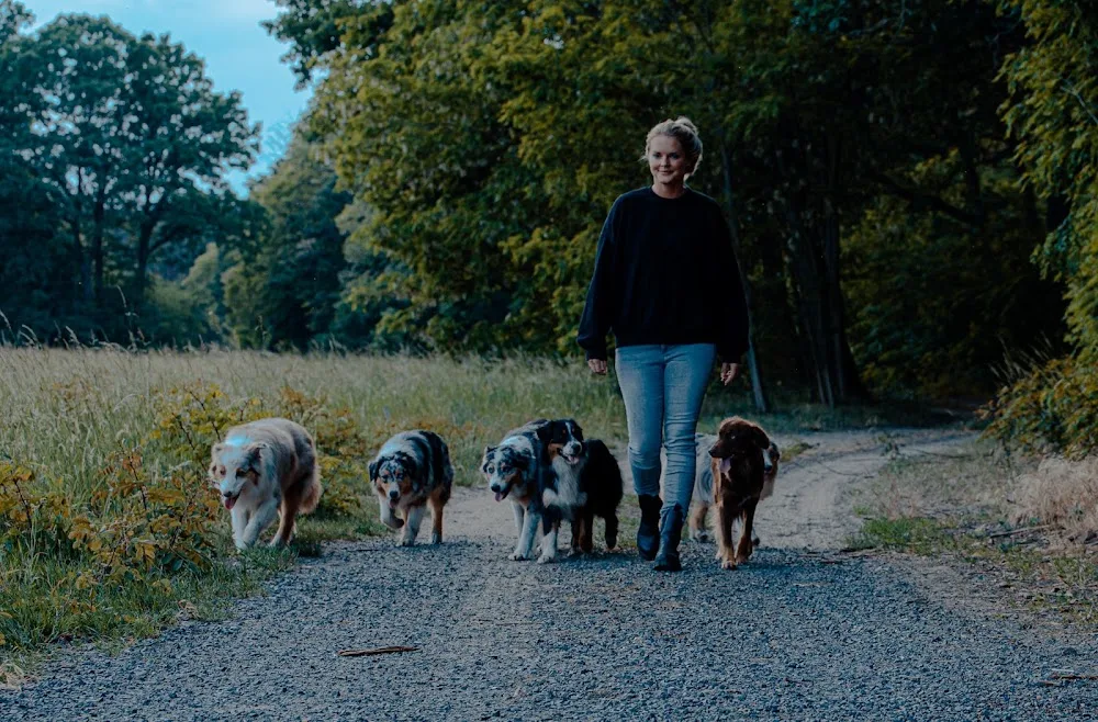 Hundepension Berlin 4BeinerUni - Brandenburg pet otel görseli 3