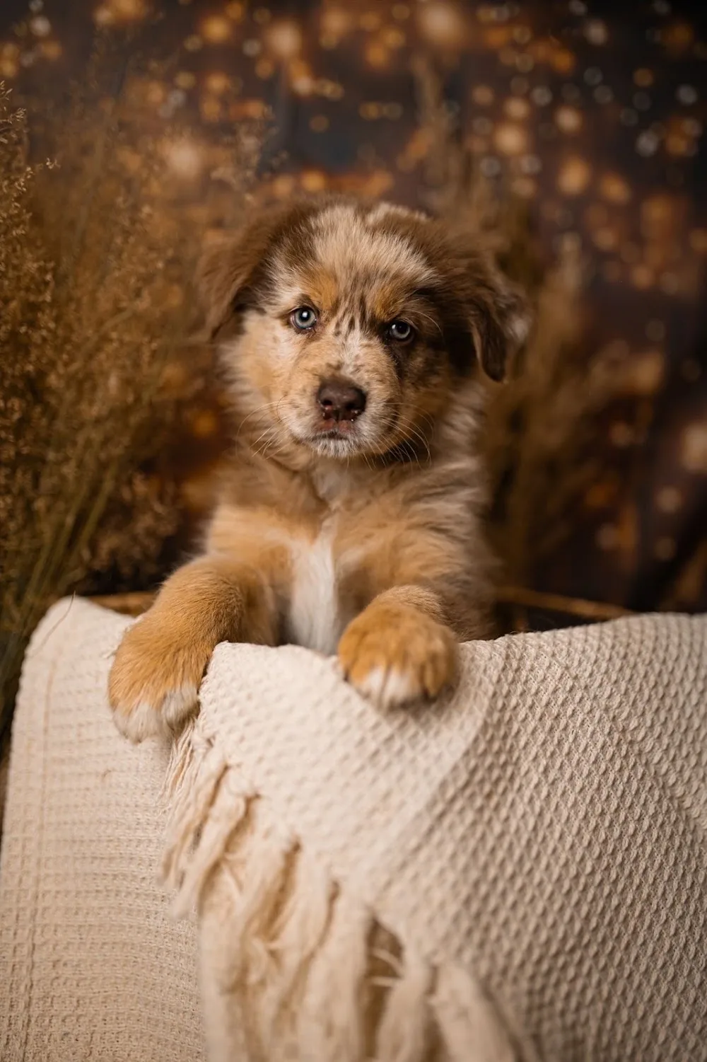 Hundepension Berlin 4BeinerUni - Brandenburg pet otel görseli 4