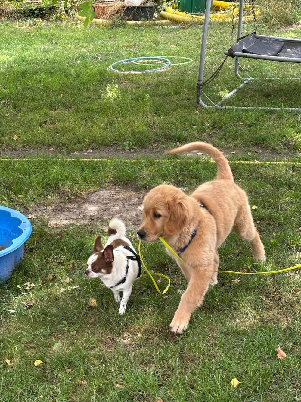Hundepension Bork - Brandenburg pet otel
