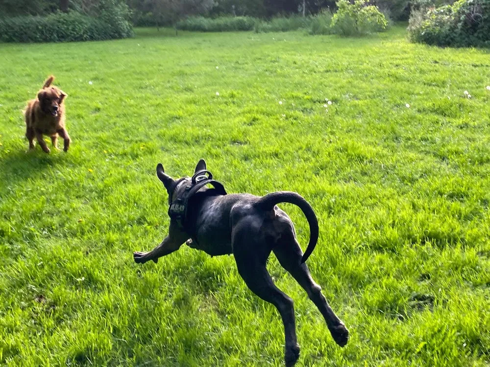 Hundepension Bork - Brandenburg pet otel görseli 3