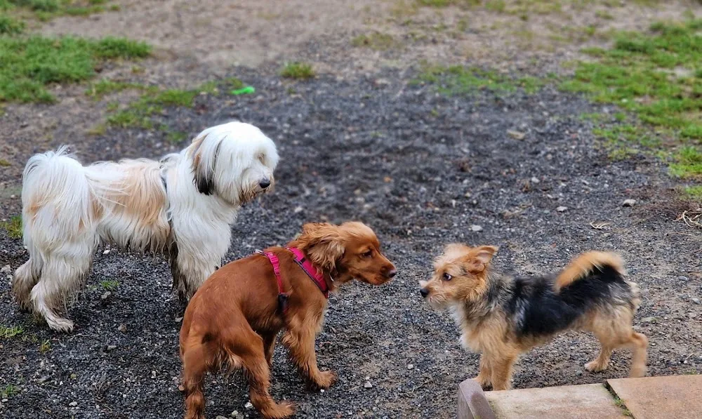 Hundepension Denisas Hollywuff - Brandenburg pet otel
