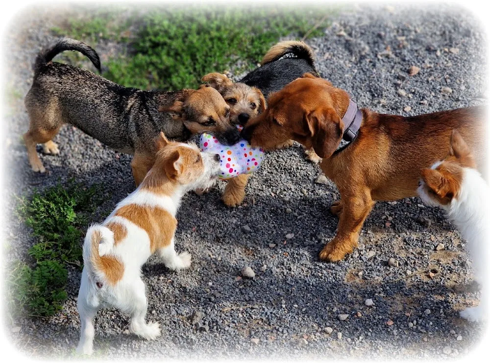 Hundepension Denisas Hollywuff - Brandenburg pet otel görseli 3
