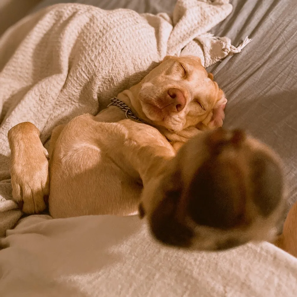 Hundepension Denisas Hollywuff - Brandenburg pet otel görseli 5