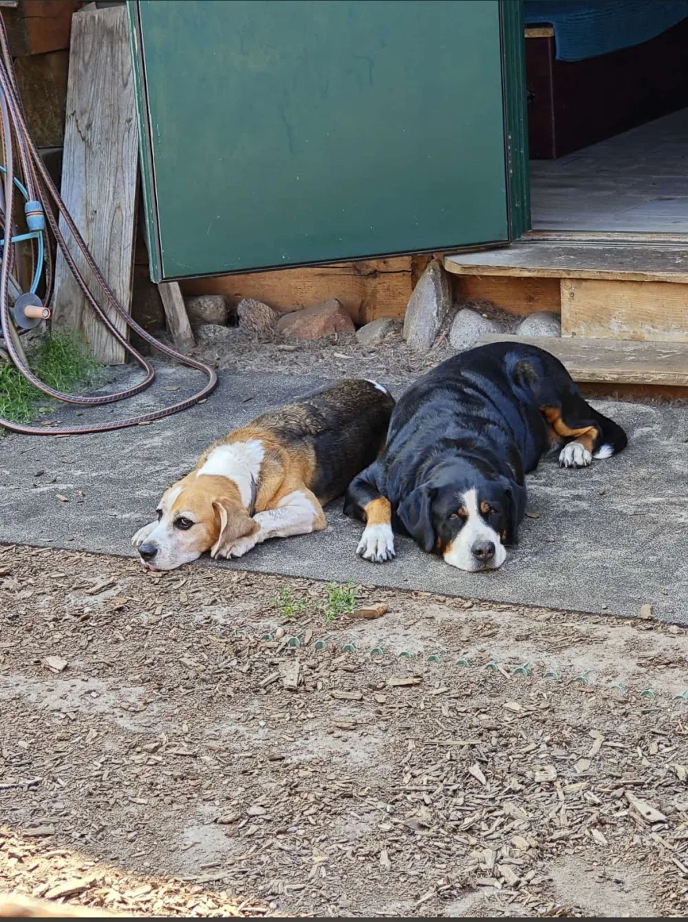 Hundepension Heidesee - Brandenburg pet otel görseli 2