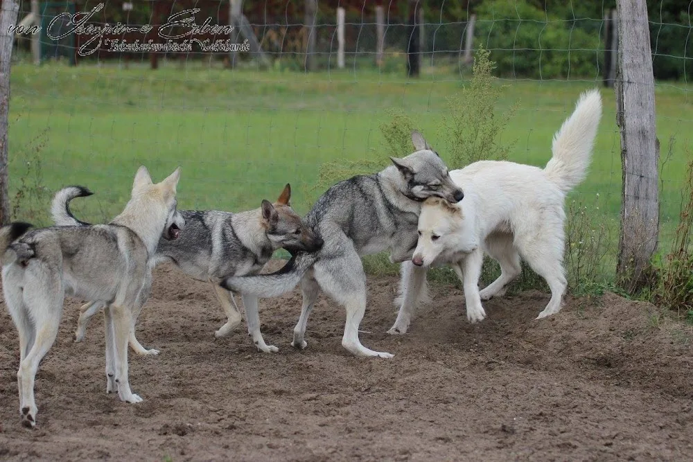 Hundepension Potsdam - Christin Werner - Brandenburg pet otel