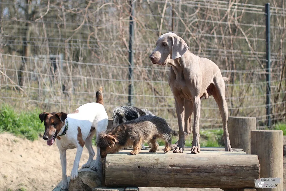 Hundepension Potsdam - Christin Werner - Brandenburg pet otel görseli 7