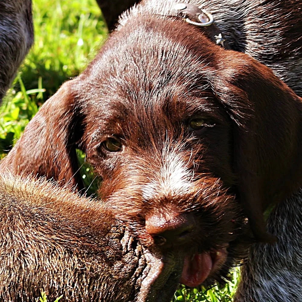 Hundepension und Schule Ciba - Brandenburg pet otel görseli 7