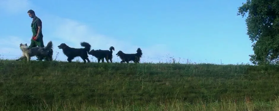 Hundepension und Training im Spreewald Hunde Hotel von Marek Köhler - Brandenburg pet otel
