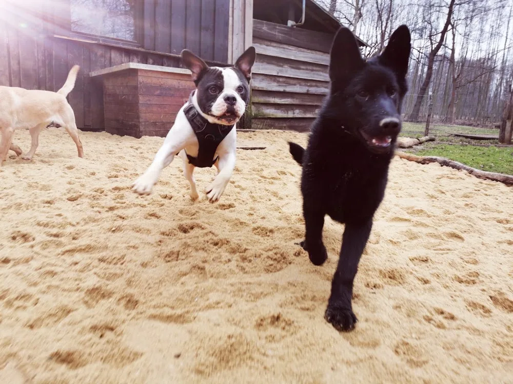 Hundepension und Training im Spreewald Hunde Hotel von Marek Köhler - Brandenburg pet otel görseli 3