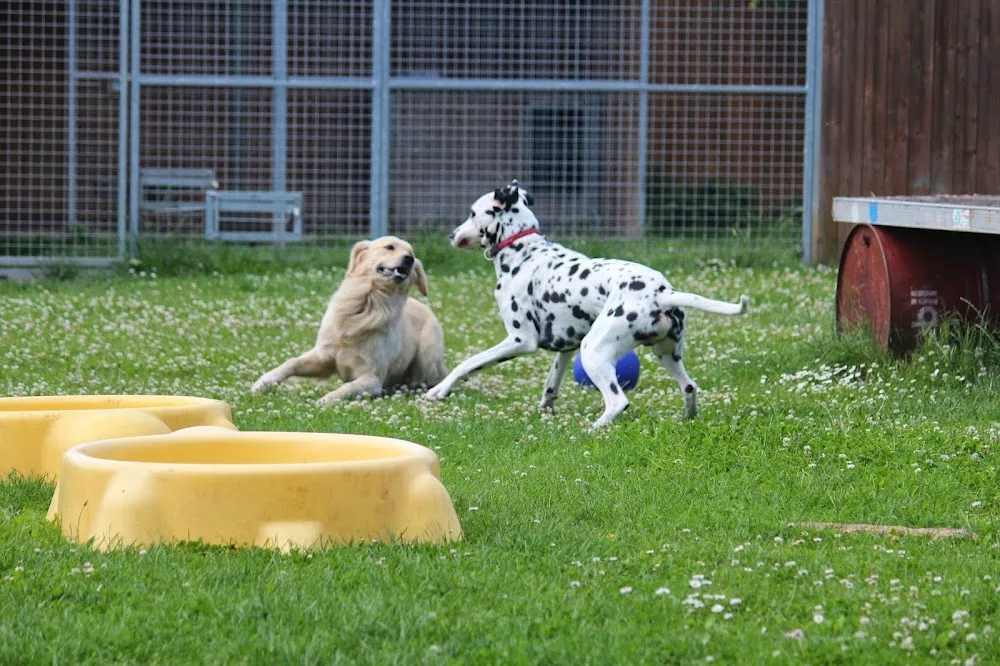 Hundepension Wustermark - Brandenburg pet otel