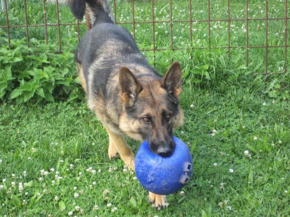 Hundepension Wustermark - Brandenburg pet otel görseli 5