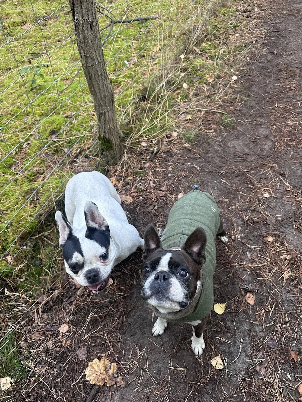 Hundewaldhotel Karwe - Brandenburg pet otel görseli 3