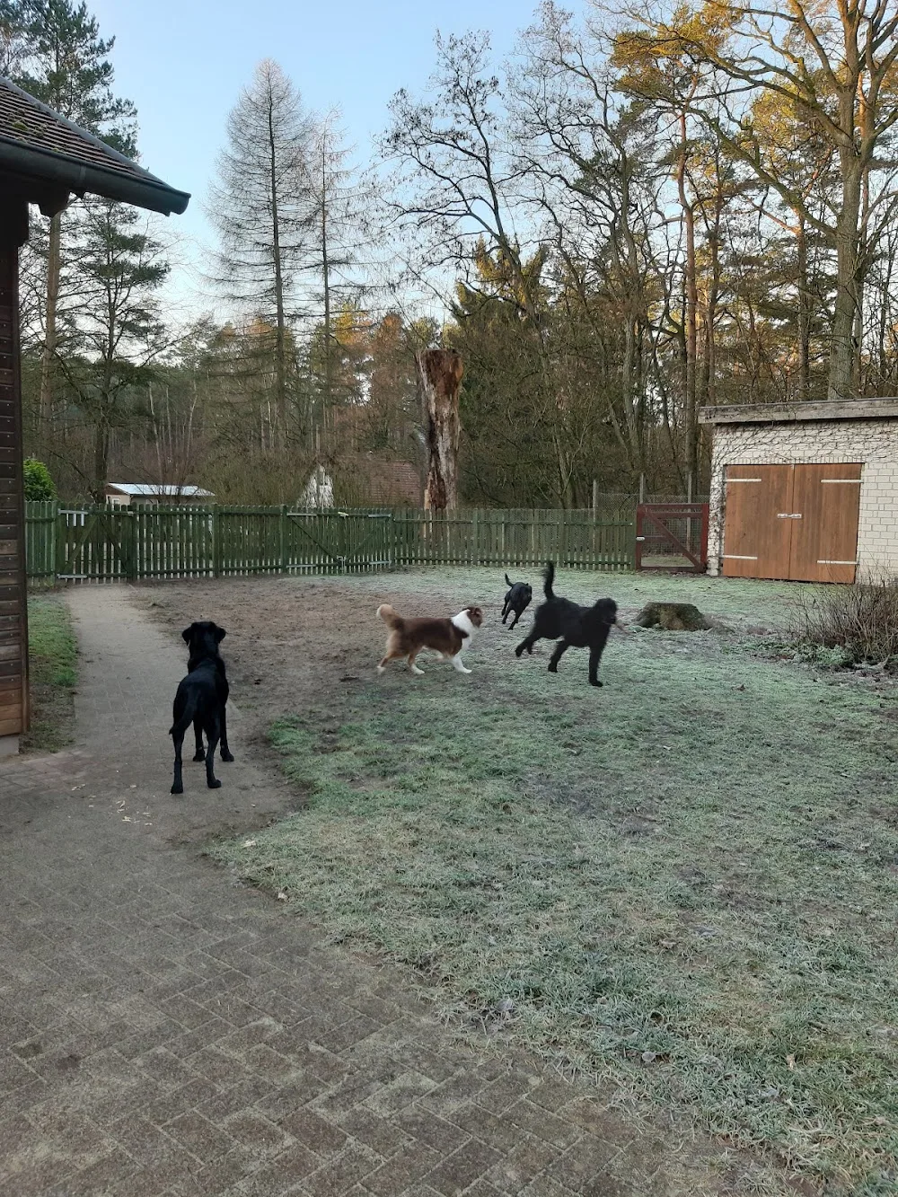 Hundewelt Greuter - Brandenburg pet otel görseli 3