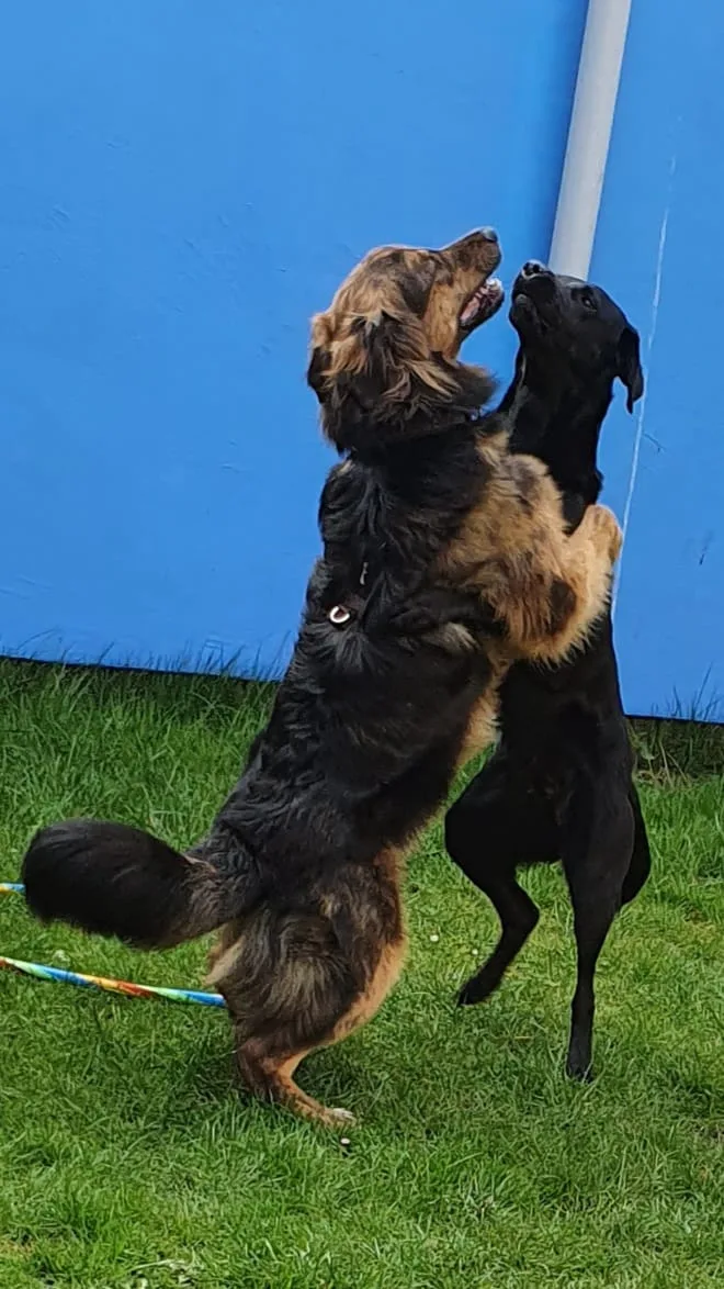 Kathys Tierhotel / Hundeschule - Brandenburg pet otel görseli 6