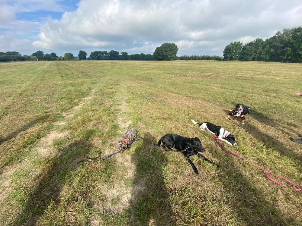 Kathys Tierhotel / Hundeschule - Brandenburg pet otel görseli 7
