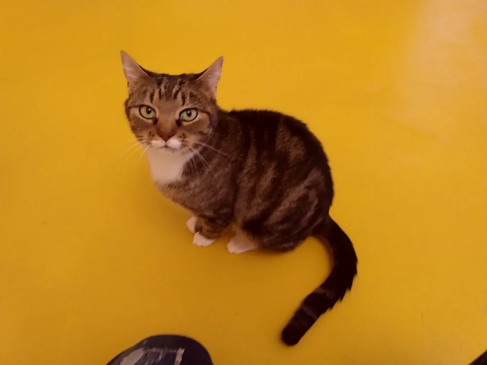 Katzen & Kleintierpension - Brandenburg pet otel
