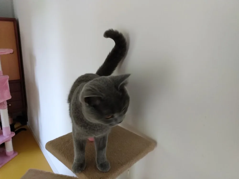 Katzen & Kleintierpension - Brandenburg pet otel görseli 3