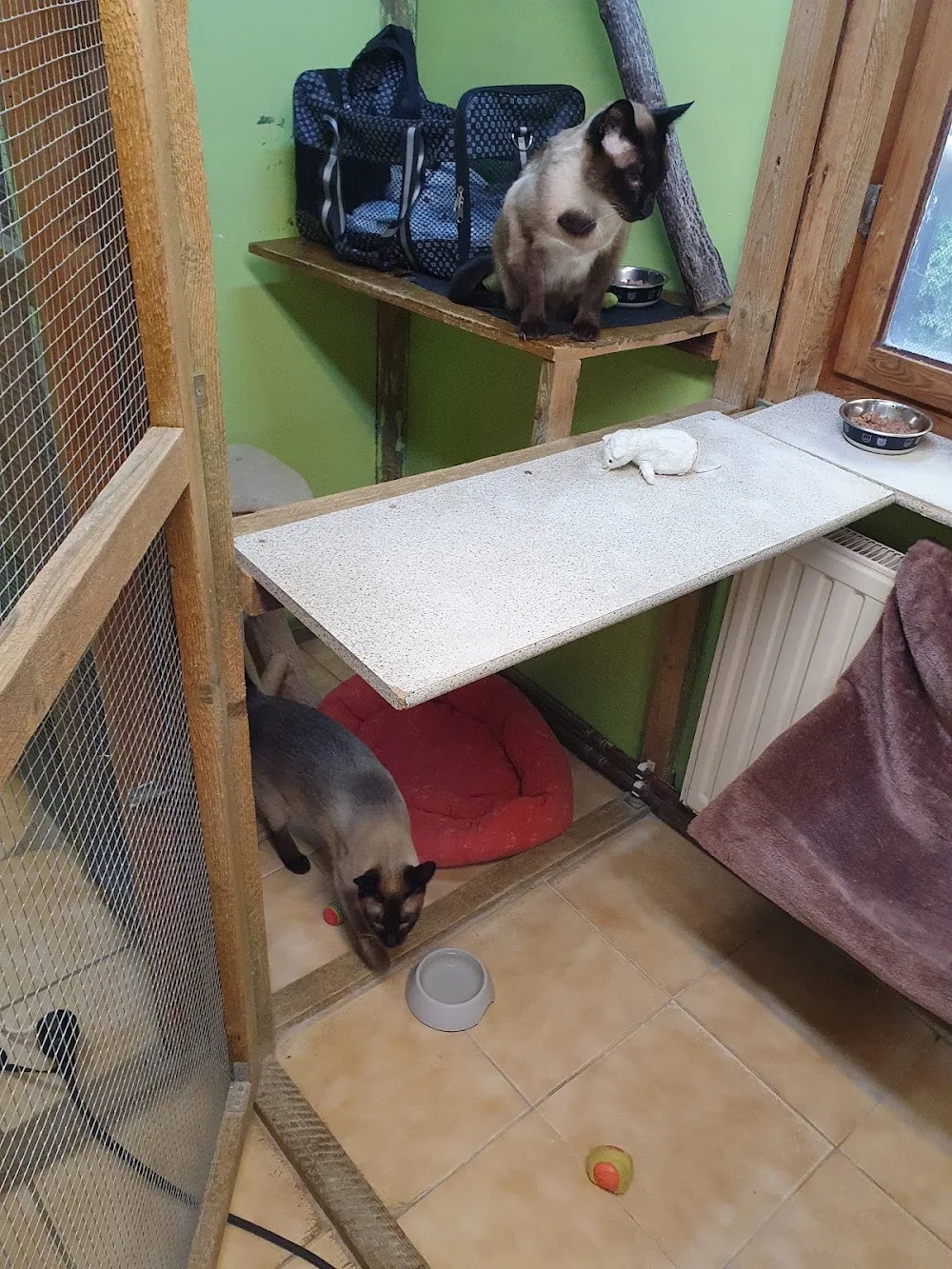 Katzenparadies Schönholz - Brandenburg pet otel görseli 2