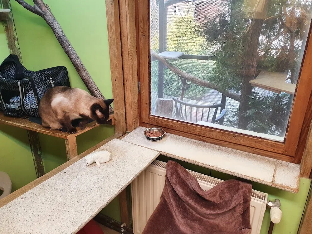 Katzenparadies Schönholz - Brandenburg pet otel görseli 3