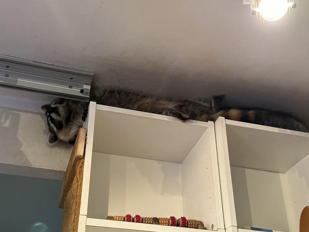 Katzenpension Chez Mathilde - Brandenburg pet otel görseli 3