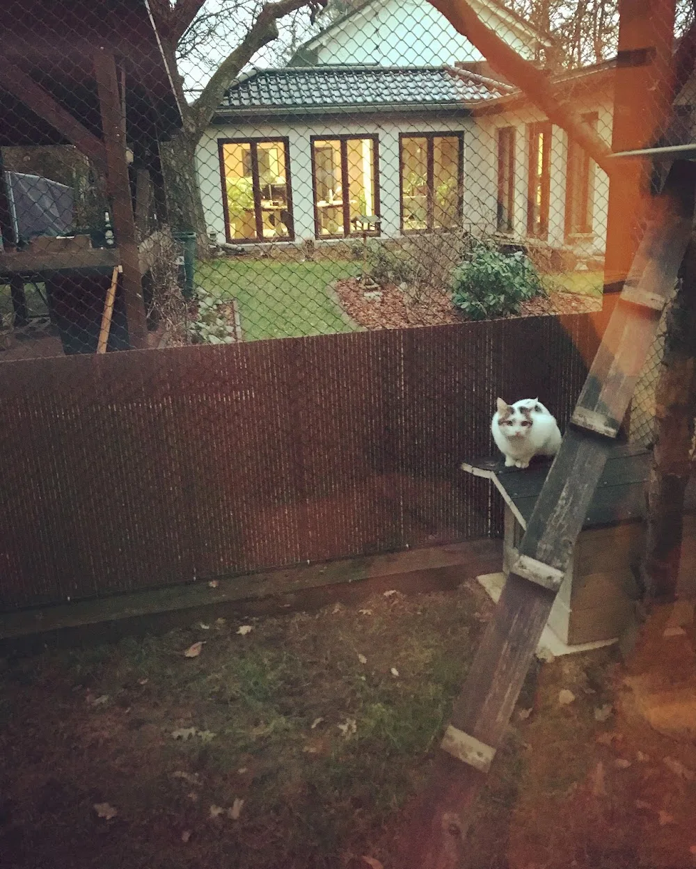 Katzenpension Fidele - Brandenburg pet otel görseli 3