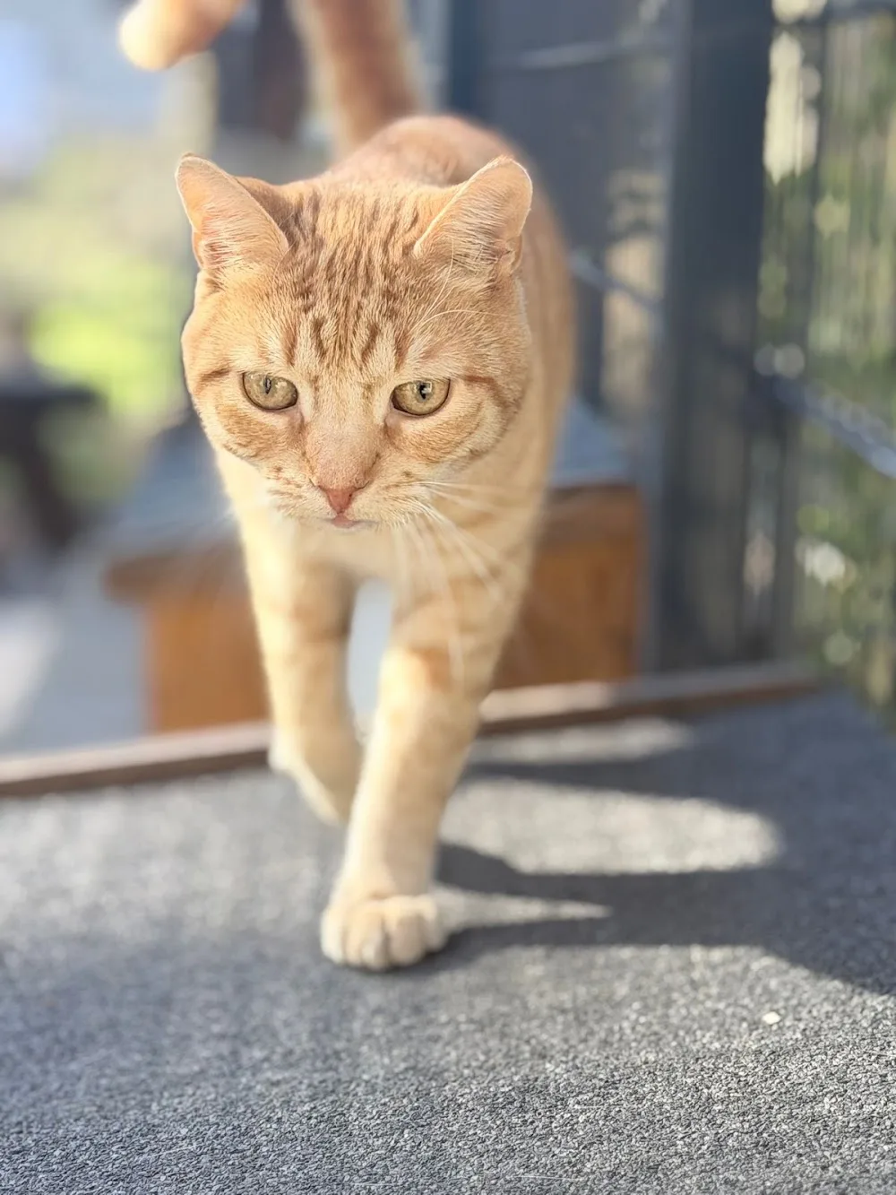 Katzenpension Klosterfelde - Brandenburg pet otel görseli 2