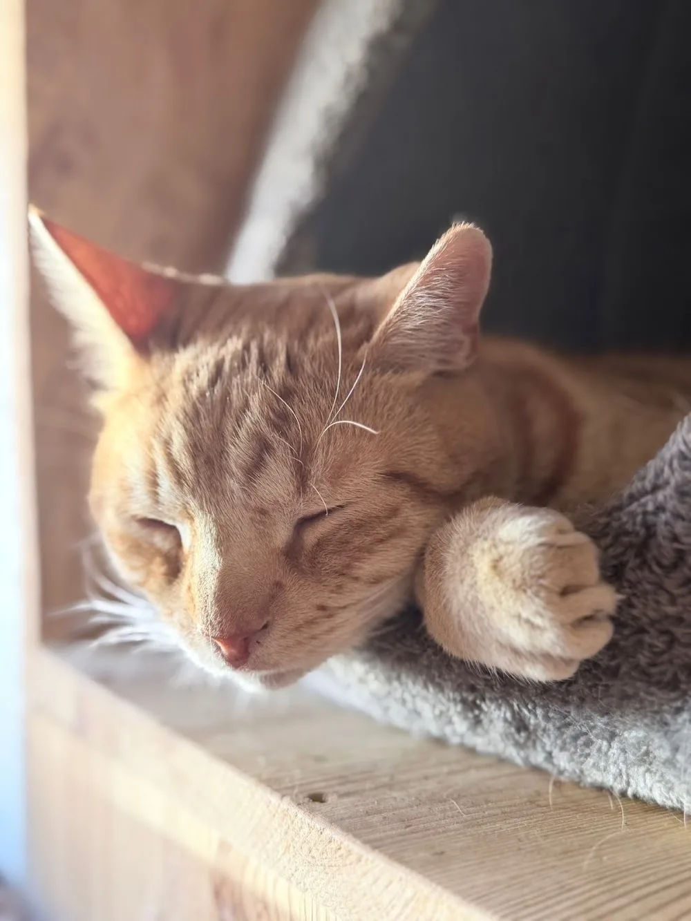 Katzenpension Klosterfelde - Brandenburg pet otel görseli 3