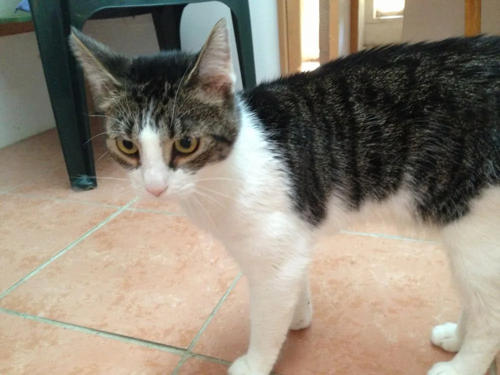 Katzenpension Luckenwalde - Brandenburg pet otel görseli 3