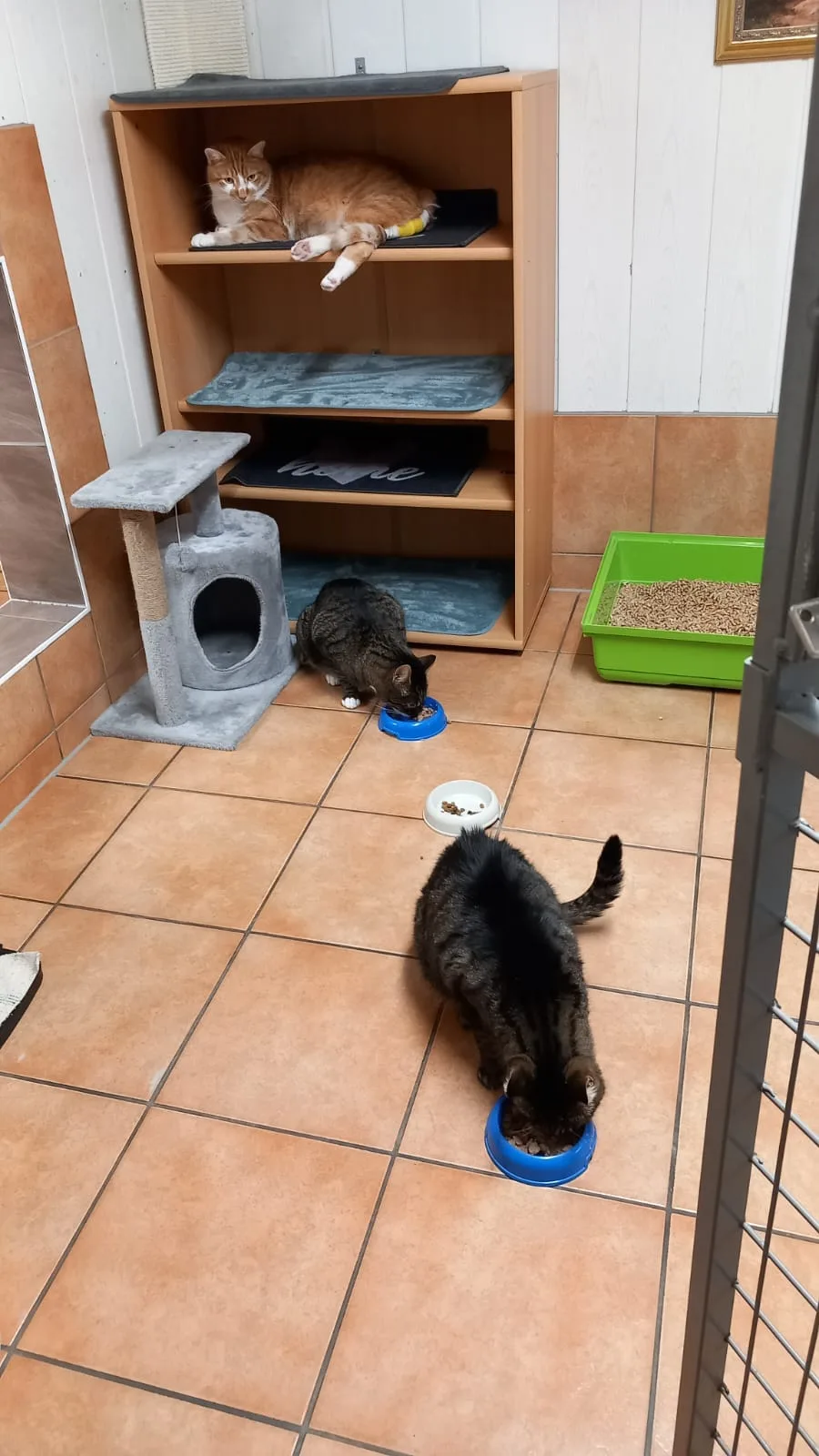 Katzenpension Maurer - Brandenburg pet otel görseli 3