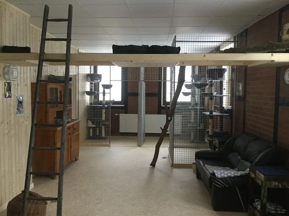 Katzenpension Potsdam - Brandenburg pet otel görseli 3
