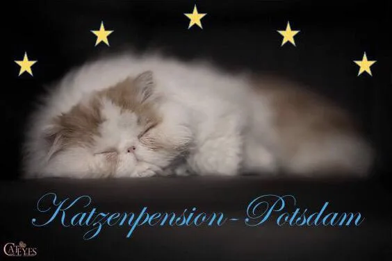 Katzenpension Potsdam - Brandenburg pet otel görseli 6
