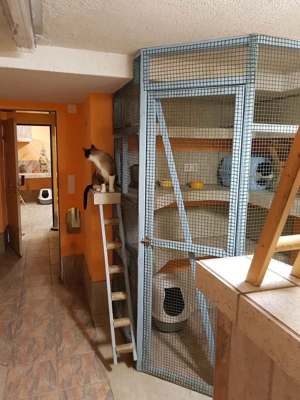 Katzenpension Tragert - Brandenburg pet otel görseli 2