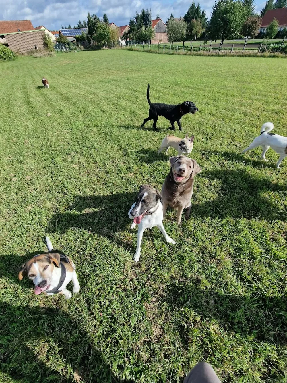 Los Niños - Hundebetreuung - - Brandenburg pet otel görseli 2