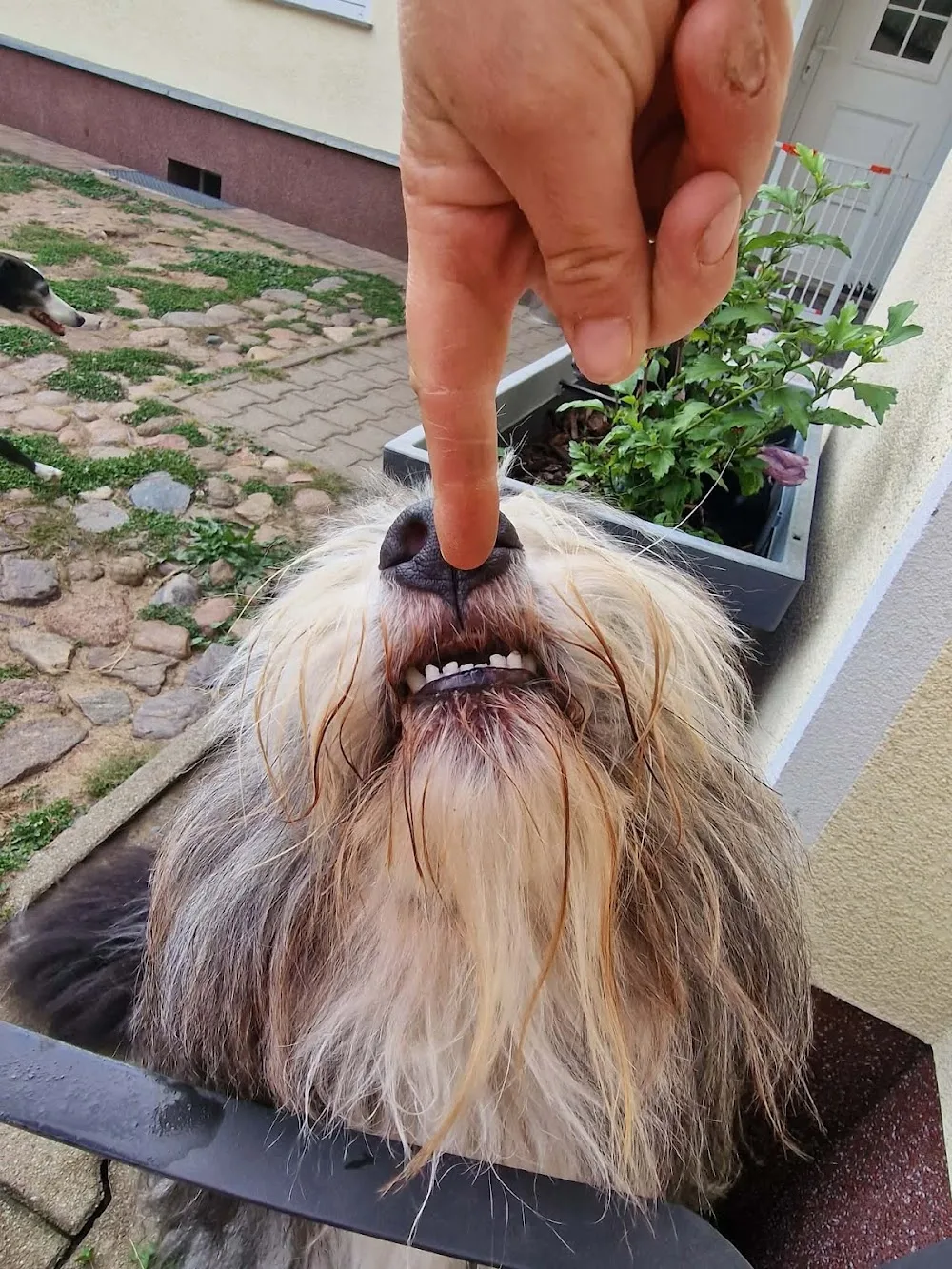 Los Niños - Hundebetreuung - - Brandenburg pet otel görseli 3