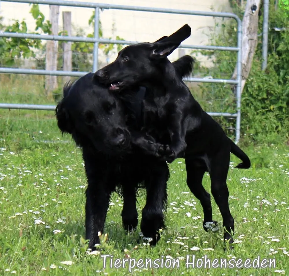 Tierpension Hohenseeden - Brandenburg pet otel görseli 2